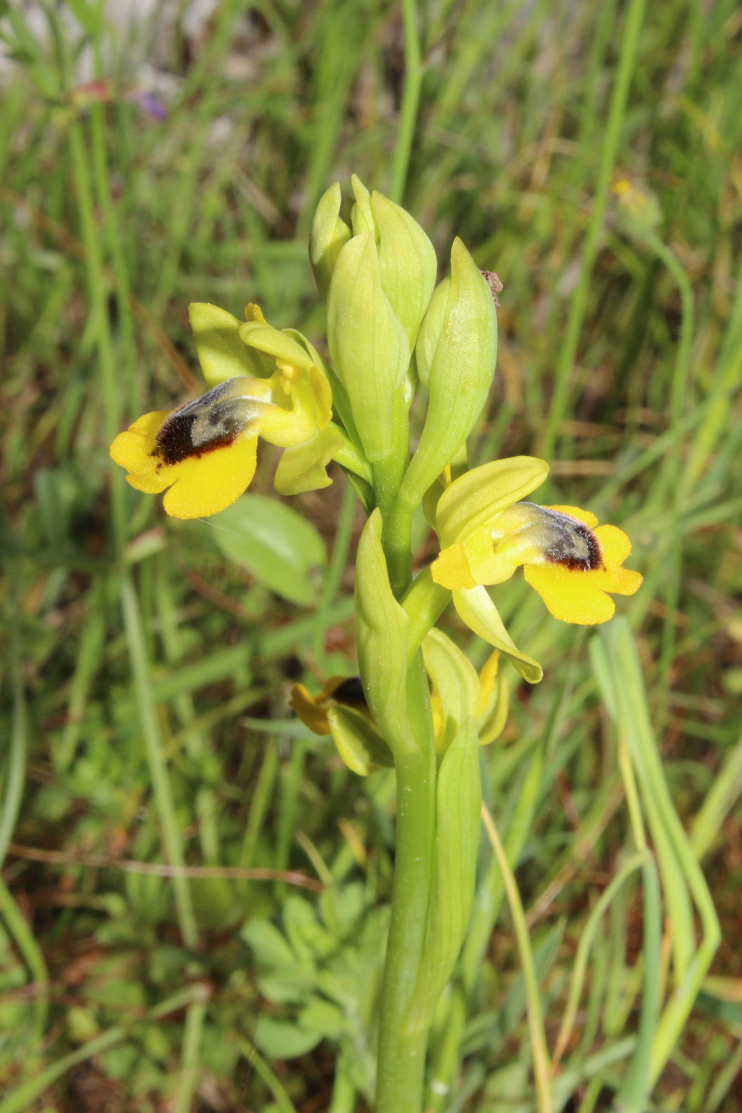 Orchidee dal promontorio del Gargano